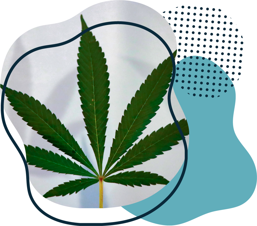 hemp-plant